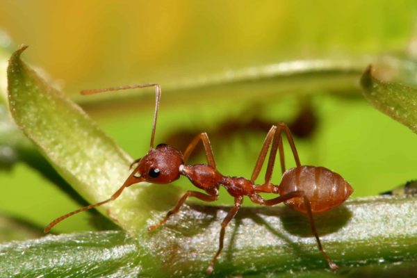 disinfesdisinfestazione-formiche-comotazione-formiche-como